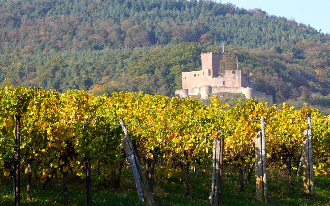 Investir dans un domaine viticole dans divers région de France : quelles zones offrent les meilleurs rendements ?