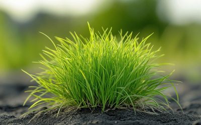 Tuft Tuft : applications médicales, décoratives et opportunités d’investissement