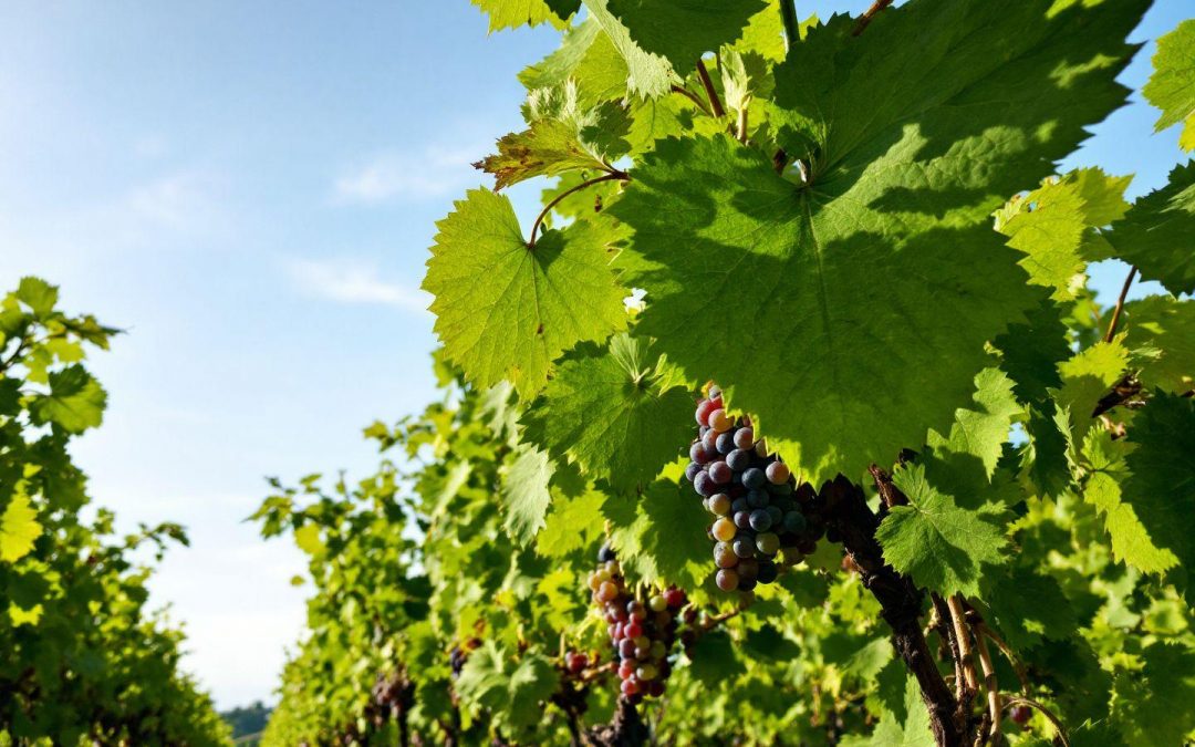 Acheter un pied de vigne dans un vignoble : guide complet
