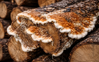 Mérule sur bois de chauffage : identifier le danger et s’en débarrasser